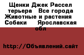 Щенки Джек Рассел терьера - Все города Животные и растения » Собаки   . Ярославская обл.